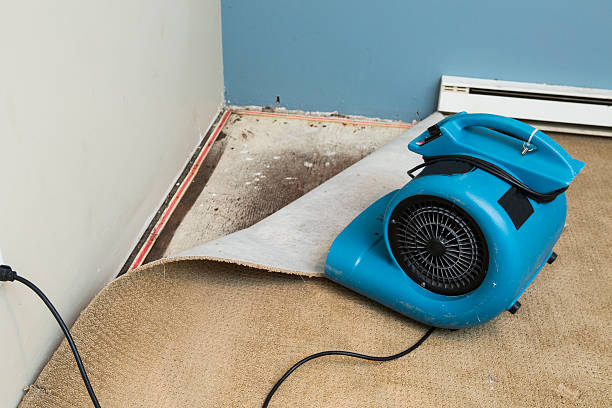 Best Mold removal after water damage  in Beaver Dam, WI